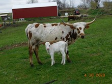 Gator x Penny  bull