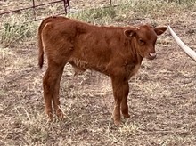 ICON x 3S TARI'S TD steer