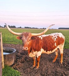 TAL Reba Kay