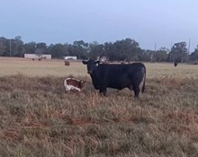 Lucky Charm x Tuff Chex