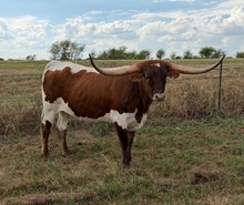 1 BUX 7 20 G X AWESOME  CATCH 🇺🇸