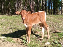 Dorado x Miss Chex Butler Heifer 