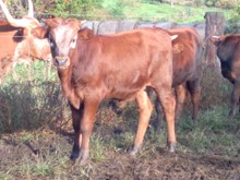 Dorado x Cherry Berry bull