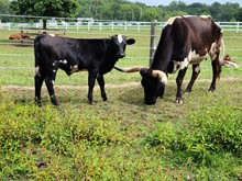 Super Snickers x Hydro bull