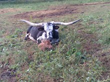 DORADO X RAGGEDY ANN HEIFER!!