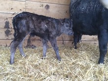 Hydro x 2Stripe heifer