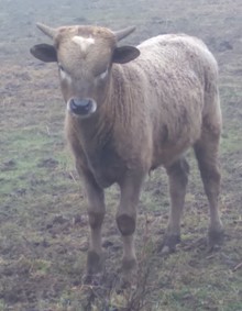 Big News x Baby Doll bull
