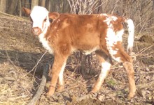Dani Boy LM x Melinda HEIFER