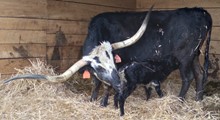 Dani Boy LM x Hot Spots HEIFER 