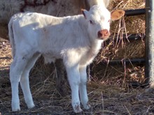 Dani Boy x Legacy BULL
