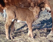 Dani Boy x safari Dove BULL 