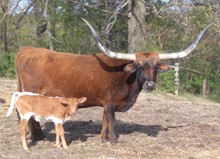 Blowtorch x JL 867 HEIFER 