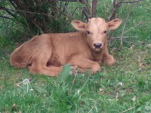 Big News x Beach Baby BULL