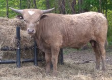Big News x Baby Doll bull