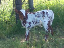 Hombre x Annie O HEIFER