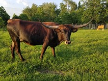 HICKS SUN DOWN 