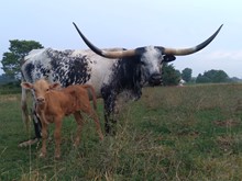 Big News x Baby Doll HEIFER 