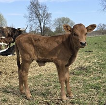 YR Red Rock x Hicks Lola Gator Bull #1