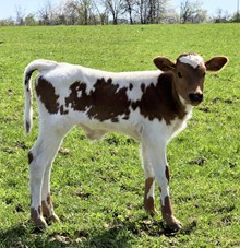 YR Red Rock x Hicks Lola Gator Bull #2