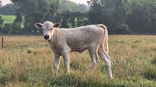 JT Sheeba heifer calf