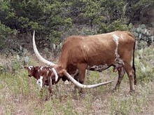 HYDRO VAN HORNE LM steer