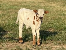 Icon x Texana bull calf