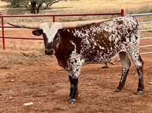 HAPPY HOUR LM steer
