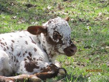 fern x wrangler heifer