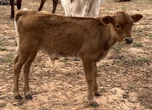 Bull calf 