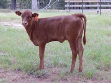 TX W Faith Heifer #706