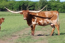 BL RED RIVER COWGIRL