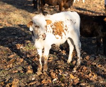 Altha Bull Calf 2023