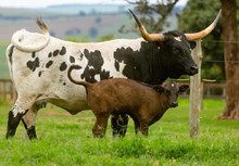 BL KACIE 311 🇧🇷