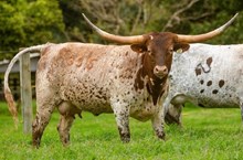 BL SIRENA 335 🇧🇷