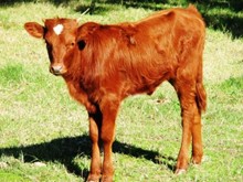 2009 Sangria Heifer