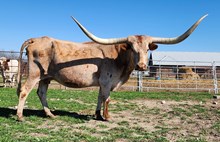 BL CATCH A COWBOY 2551