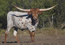 HK Twisted’n Fussy