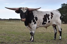 BUX Danica’s Marley 