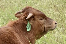 MARLBORO MAN X 20 CASANOVA WHIPS bull