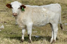 GLR CRACKIN JAMADAN GAL