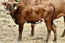 GLR SMOKIN MONIKA GAL