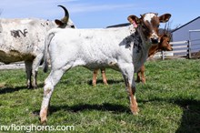 HEIFER 