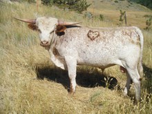 Yearling Bull 341