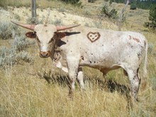 Yearling Bull 340