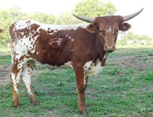 Hicks Apache Moon (pure Butler)