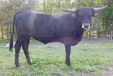 Hicks Bonita