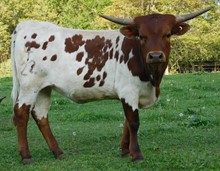 Hicks Safari Ruby