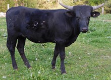 Hicks Jemima 