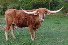 Hicks Calamity Jane