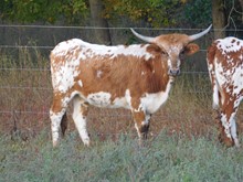 Hicks Tiger Lily (pure Butler)